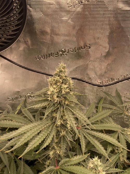👑👑👑🦍🦍🦍. Week 10