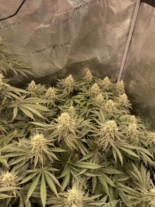 👑👑👑🦍🦍🦍. Week 10