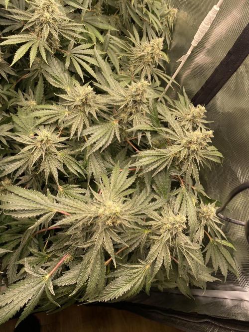 👑👑👑🦍🦍🦍. Week 10