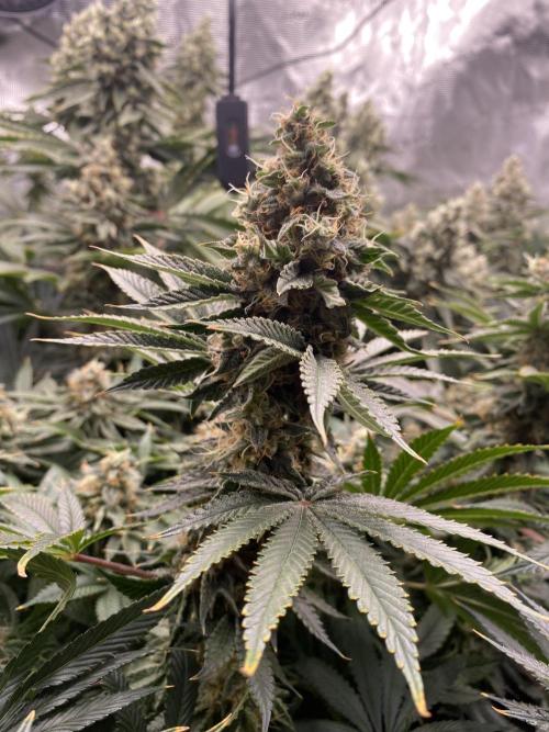 👑👑👑🦍🦍🦍. Week 11