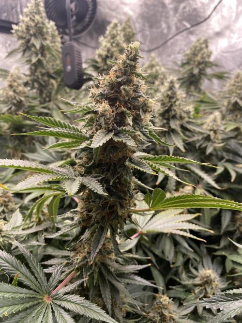 👑👑👑🦍🦍🦍. Week 11