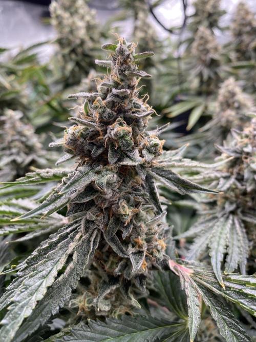 👑👑👑🦍🦍🦍. Week 12