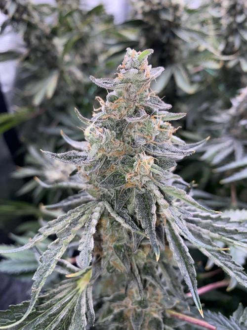 👑👑👑🦍🦍🦍. Week 12
