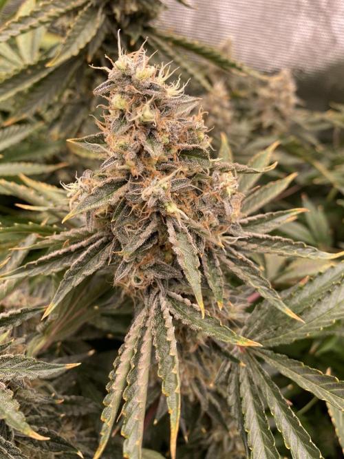👑👑👑🦍🦍🦍. Week 12
