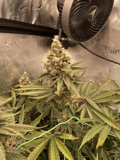 👑👑👑🦍🦍🦍. Week 12