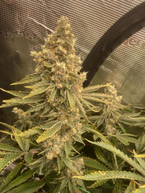 👑👑👑🦍🦍🦍. Week 13