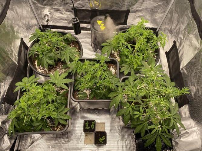 1. pokus - Legendary OG punch a spol. Week 4