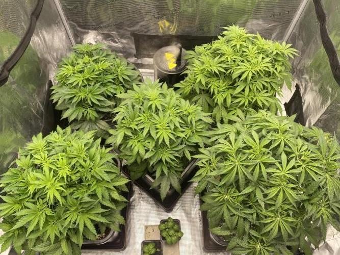 1. pokus - Legendary OG punch a spol. Week 5
