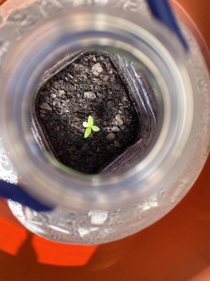 Quick One Two Three. Week 1