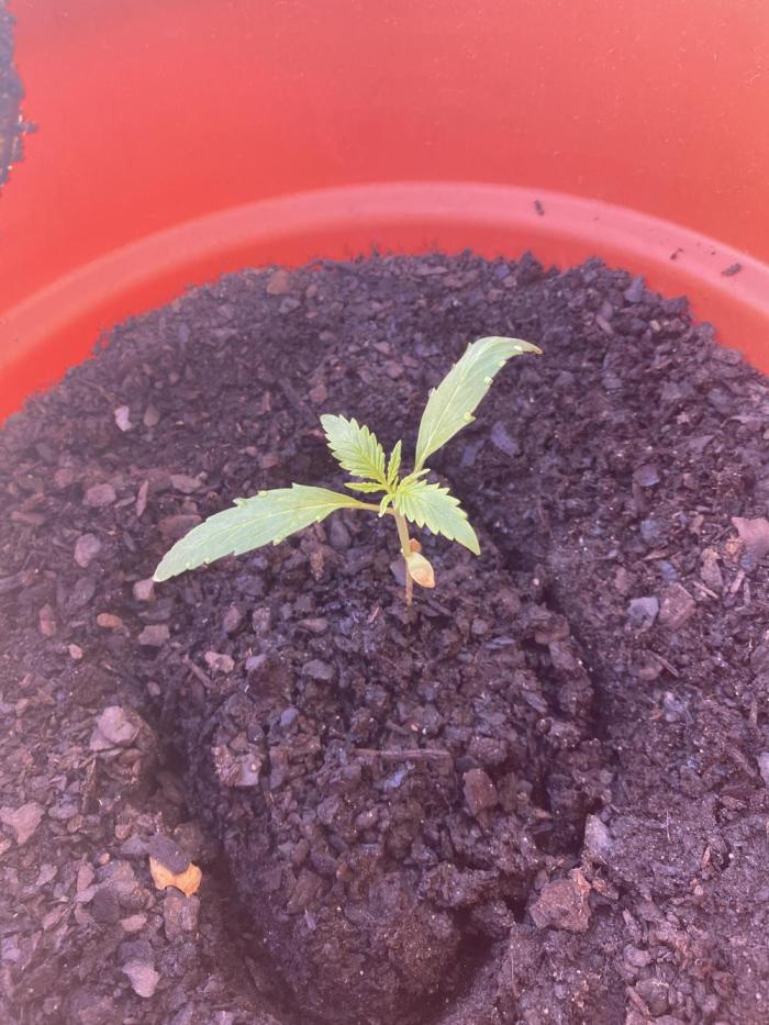 Quick One Two Three. Week 2
