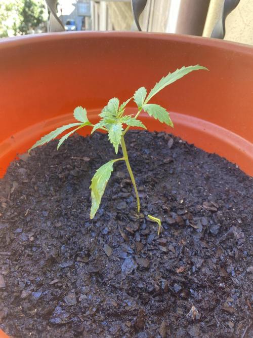 Quick One Two Three. Week 3