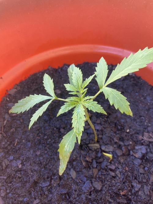 Quick One Two Three. Week 3