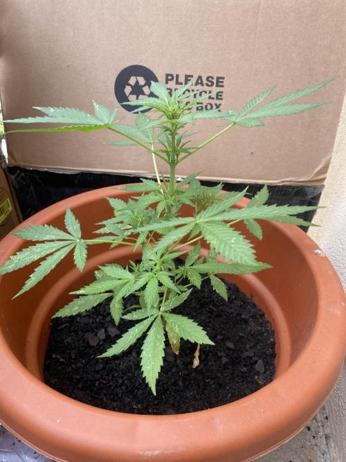 Quick One. Week 5