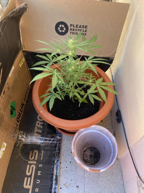 Quick One Two Three. Week 6