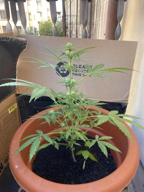 Quick One Two Three. Week 6