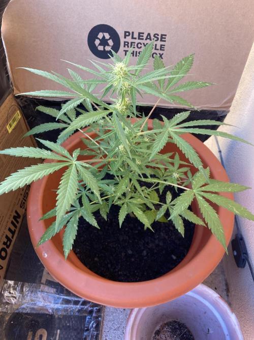 Quick One Two Three. Week 6