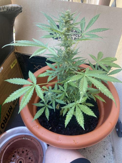Quick One Two Three. Week 9
