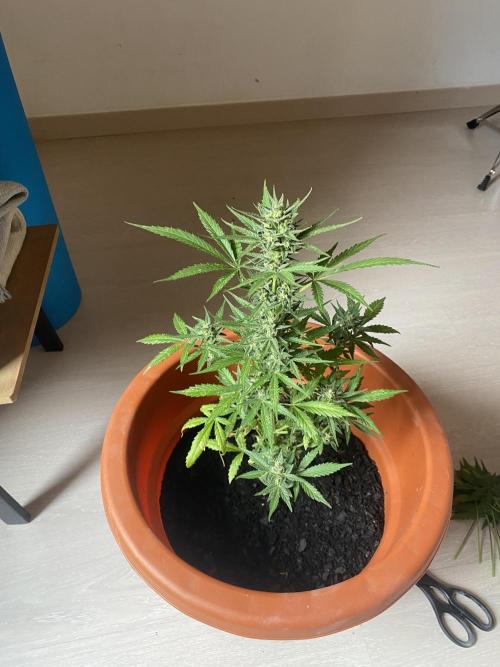 Quick One Two Three. Week 10