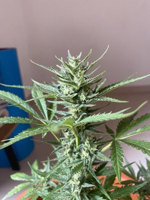Quick One Two Three. Week 10