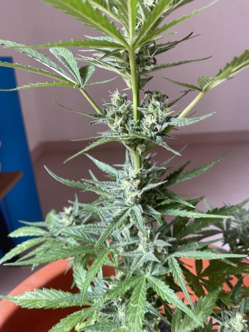 Quick One Two Three. Week 10