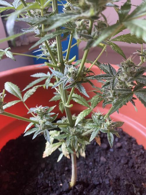 Quick One Two Three. Week 10