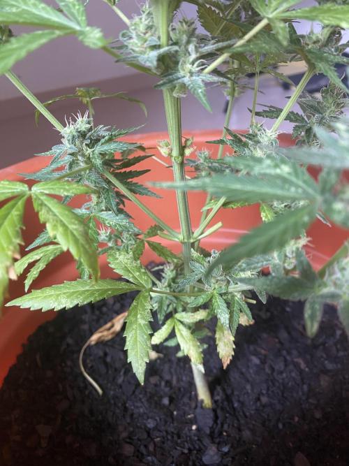 Quick One Two Three. Week 10