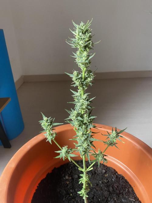 Quick One Two Three. Week 10