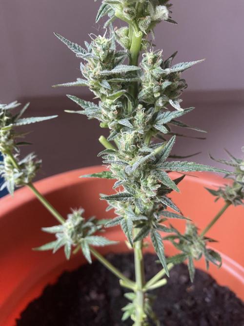 Quick One Two Three. Week 10