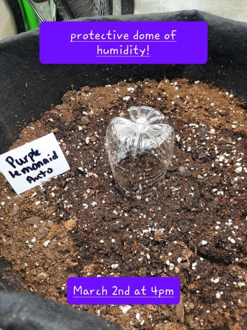 Fast buds purple lemonade auto. Week 0