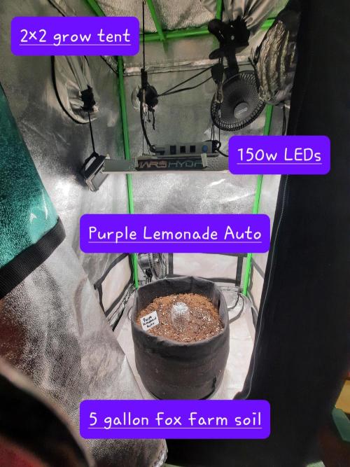 Fast buds purple lemonade auto. Week 0