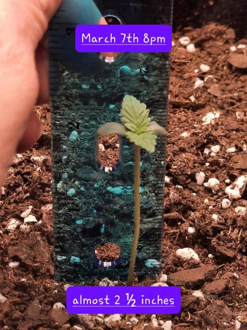 Fast buds purple lemonade auto. Week 1