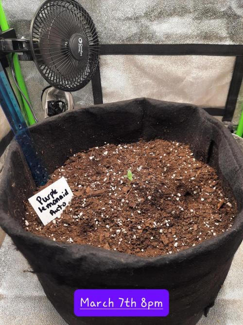 Fast buds purple lemonade auto. Week 1