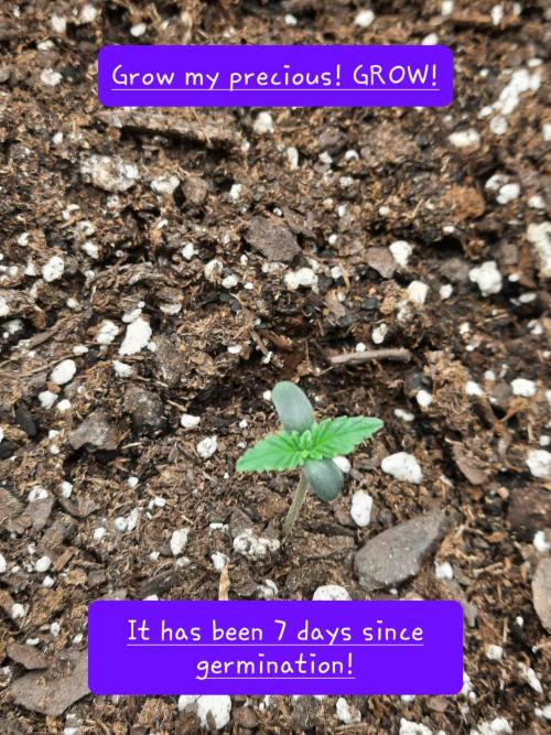 Fast buds purple lemonade auto. Week 1