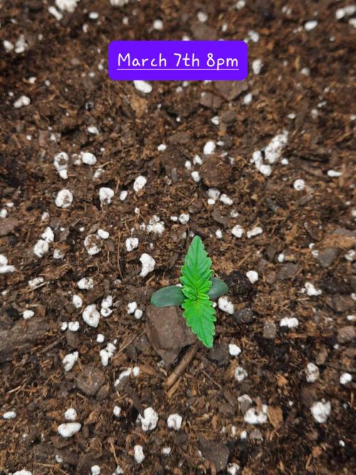 Fast buds purple lemonade auto. Week 1