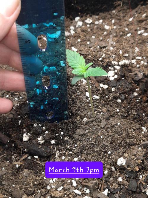 Fast buds purple lemonade auto. Week 1