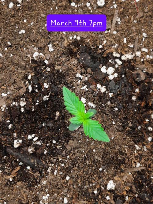Fast buds purple lemonade auto. Week 1