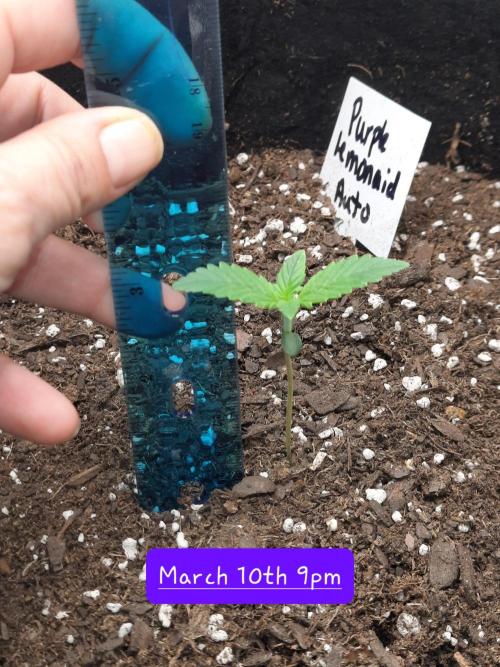 Fast buds purple lemonade auto. Week 1