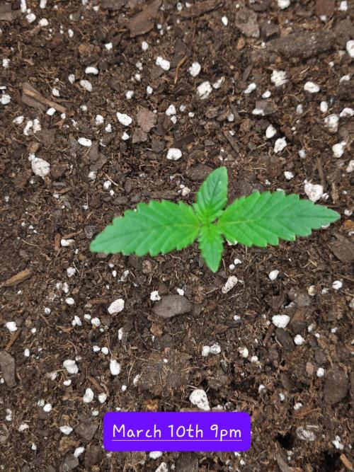 Fast buds purple lemonade auto. Week 1