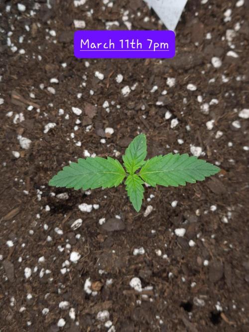 Fast buds purple lemonade auto. Week 2