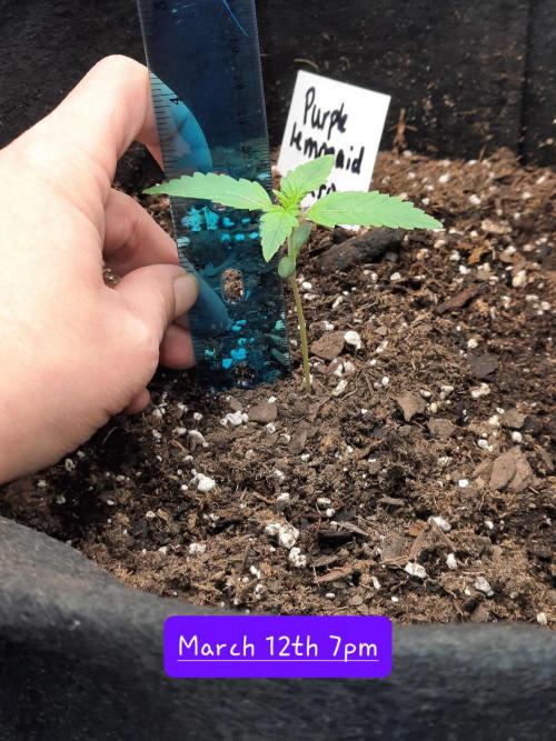 Fast buds purple lemonade auto. Week 2