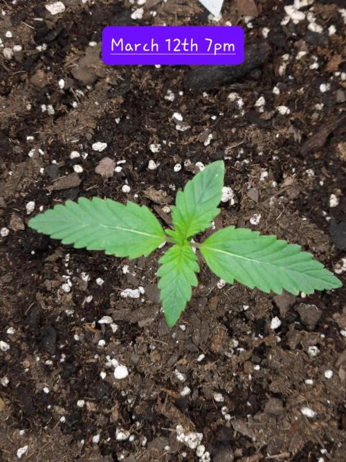 Fast buds purple lemonade auto. Week 2