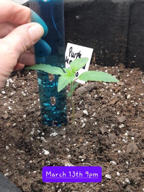 Fast buds purple lemonade auto. Week 2