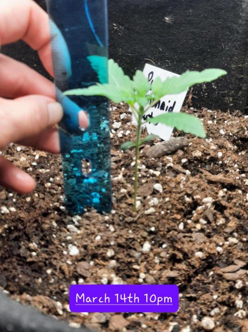 Fast buds purple lemonade auto. Week 2