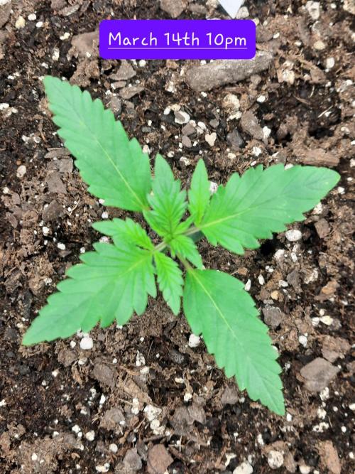 Fast buds purple lemonade auto. Week 2