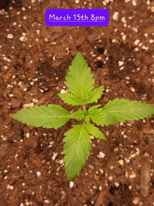 Fast buds purple lemonade auto. Week 2