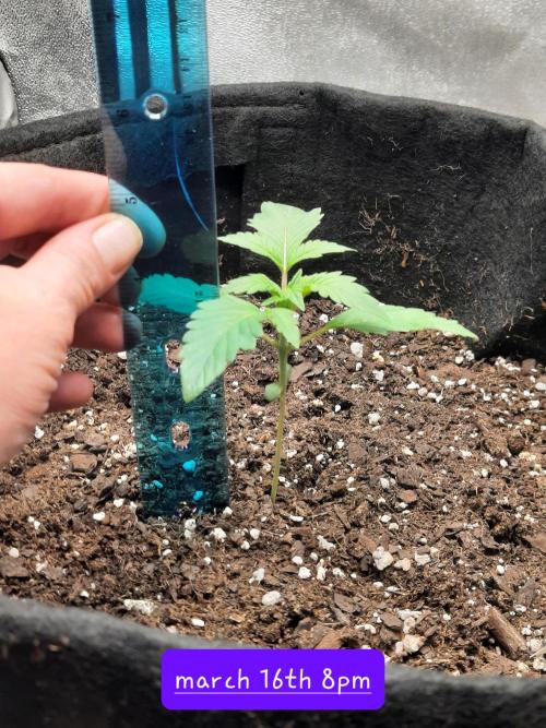 Fast buds purple lemonade auto. Week 2