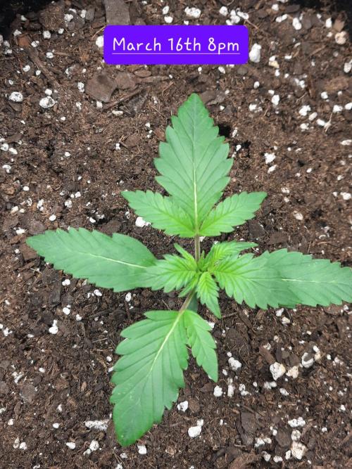 Fast buds purple lemonade auto. Week 2