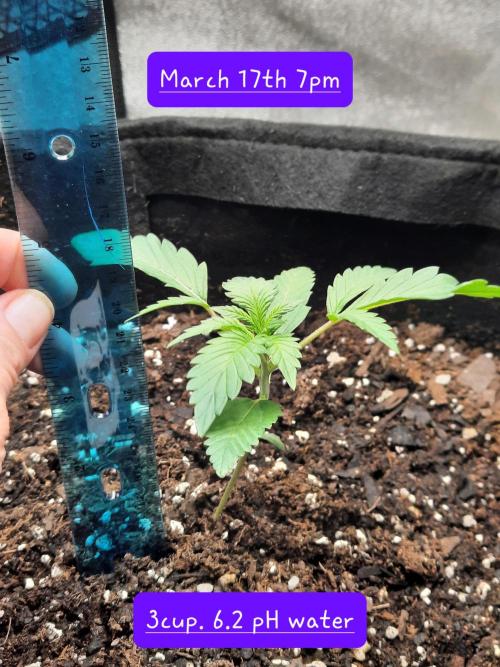 Fast buds purple lemonade auto. Week 2