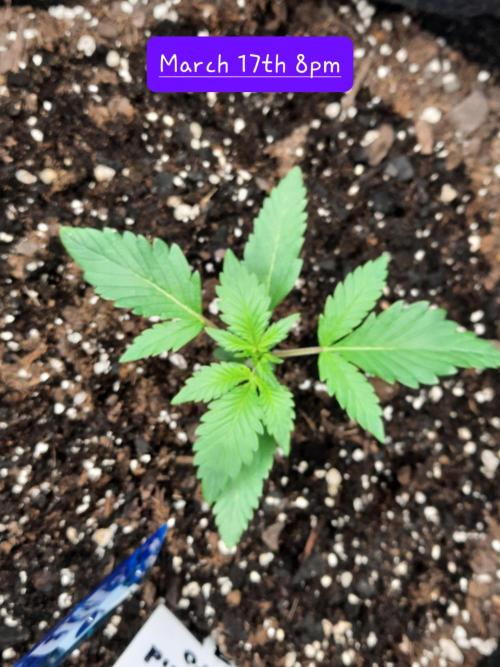 Fast buds purple lemonade auto. Week 2