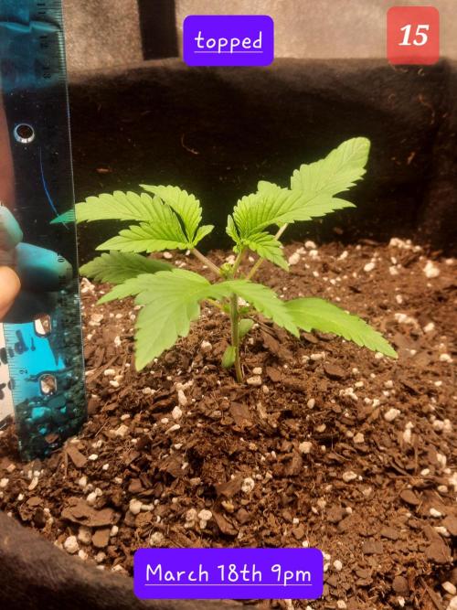 Fast buds purple lemonade auto. Week 3